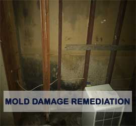 mold damage remediation